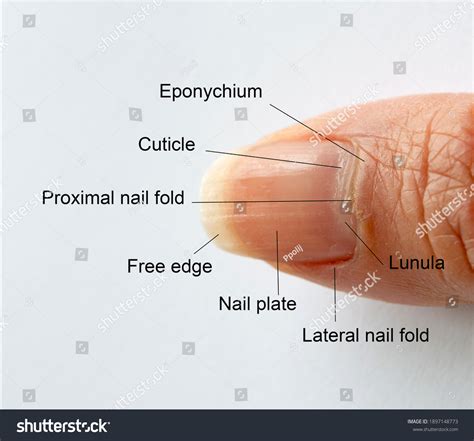 Cuticle PenalbaWeb.com