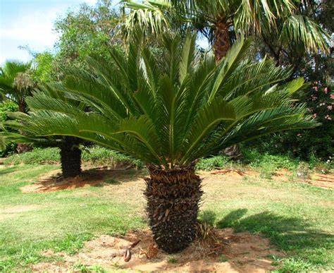 Cyca revoluta PenalbaWeb.com