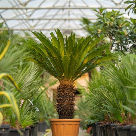 Cycas PenalbaWeb.com