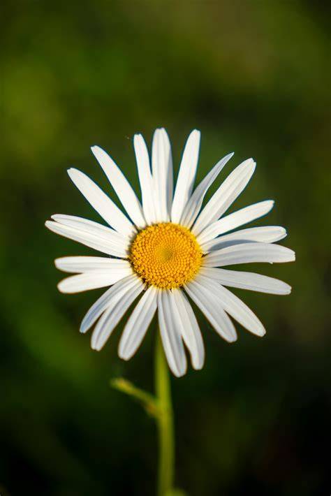 Daisy PenalbaWeb.com