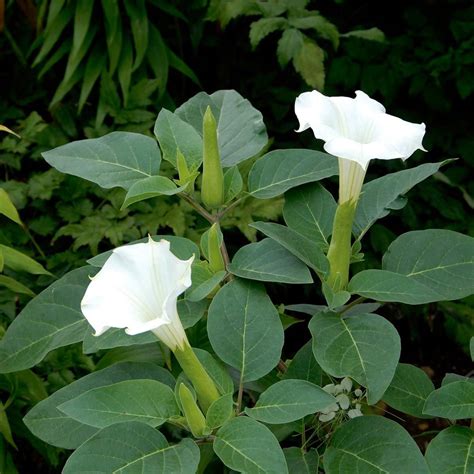 Datura PenalbaWeb.com