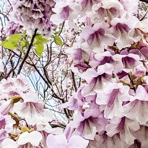 Dedalero PenalbaWeb.com