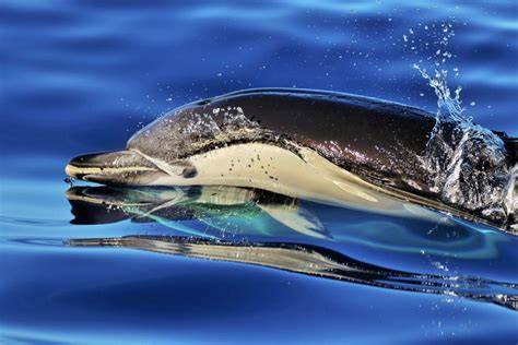 Delfin PenalbaWeb.com