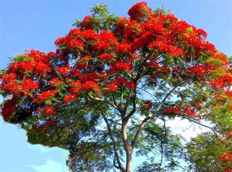 Delonix regia PenalbaWeb.com