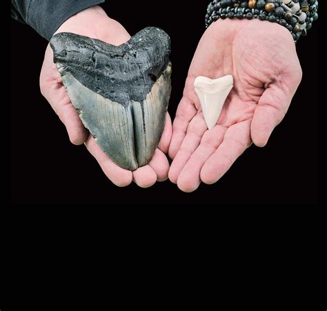 Diente megalodon PenalbaWeb.com