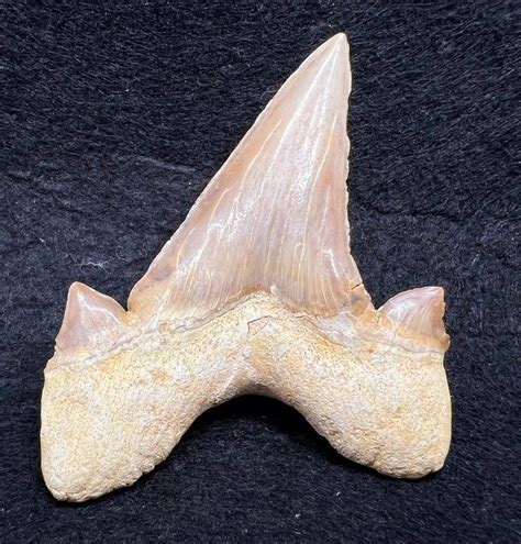 Diente tiburon fosil PenalbaWeb.com