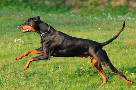 Doberman cachorro PenalbaWeb.com