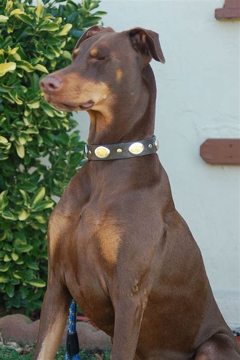 Doberman marron PenalbaWeb.com