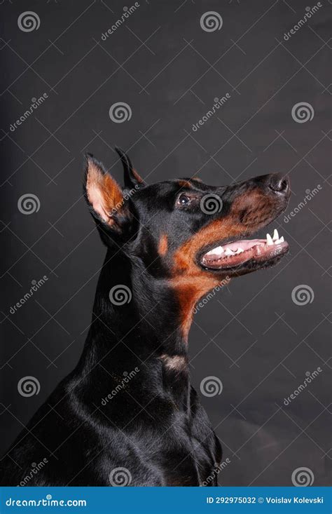 Dobermann PenalbaWeb.com