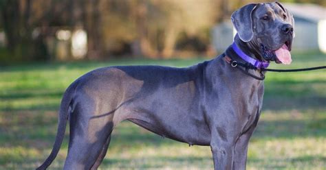 Dogo aleman azul PenalbaWeb.com