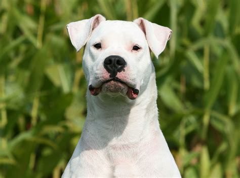 Dogo argentino PenalbaWeb.com