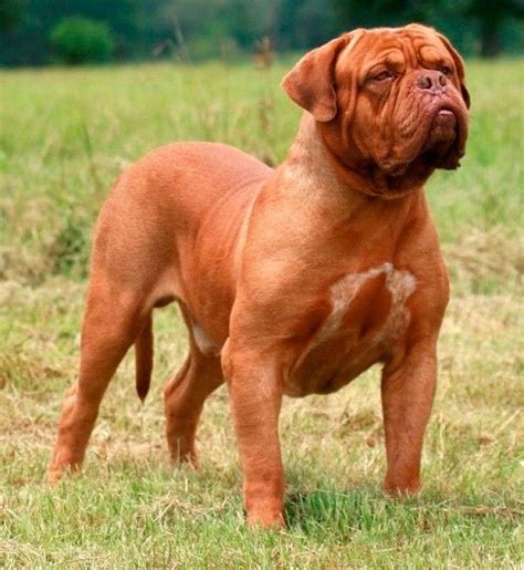 Dogo de burdeos PenalbaWeb.com