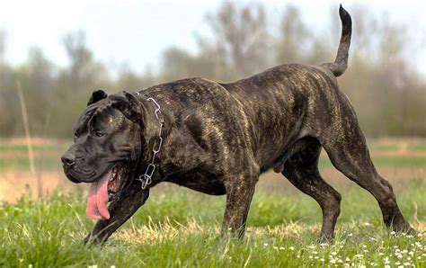 Dogo canario PenalbaWeb.com