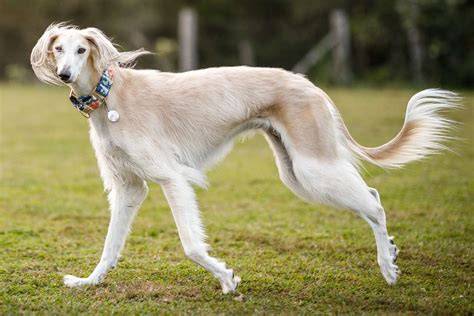 Dogs saluki PenalbaWeb.com
