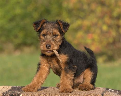 Dogs terrier puppy PenalbaWeb.com