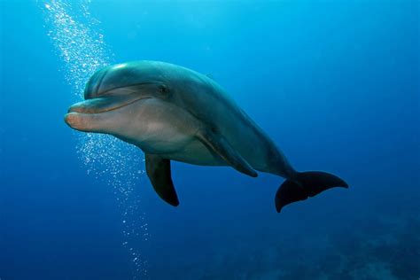 Dolphin PenalbaWeb.com