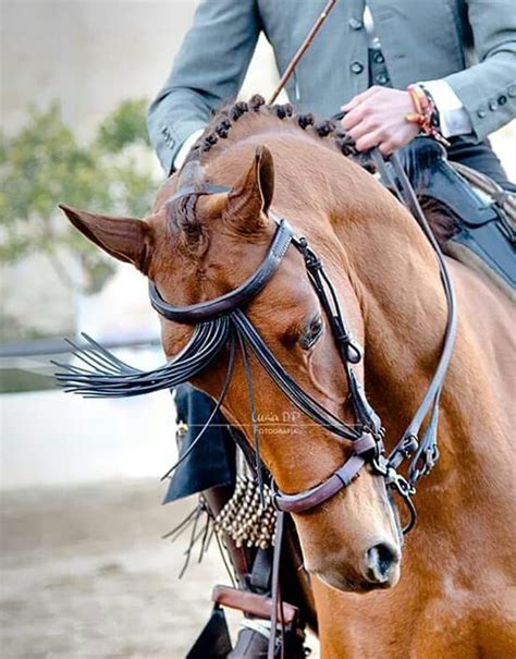Doma caballos PenalbaWeb.com