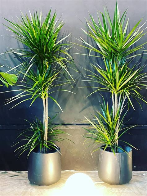 Dracena PenalbaWeb.com