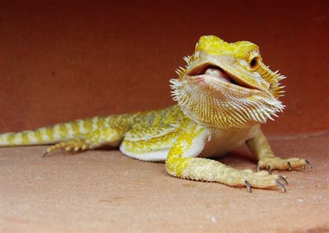 Dragon barbudo PenalbaWeb.com