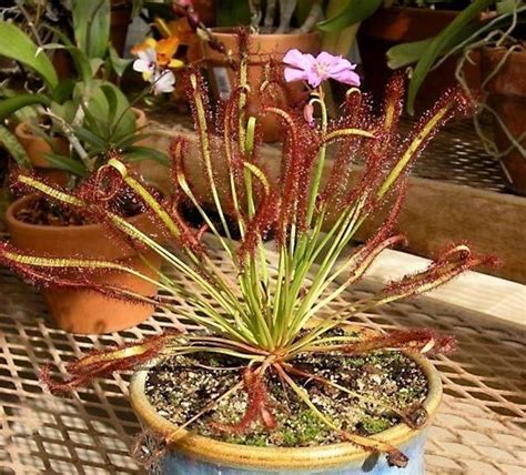 Drosera capensis PenalbaWeb.com