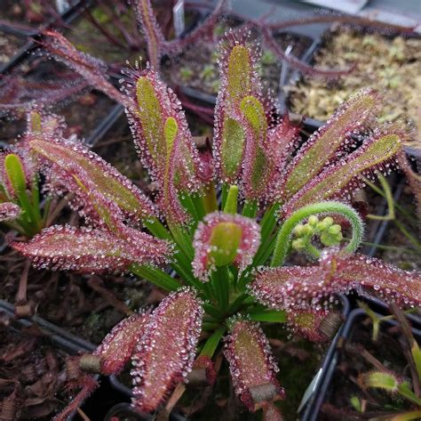 Drosera PenalbaWeb.com
