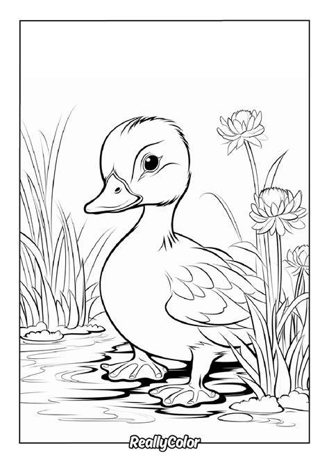 Duck color PenalbaWeb.com