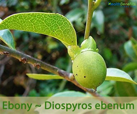 Ebony PenalbaWeb.com