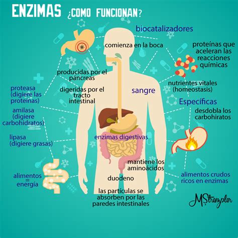 Enzimas digestivas PenalbaWeb.com
