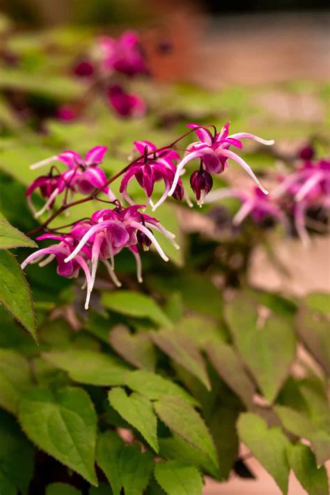 Epimedium PenalbaWeb.com