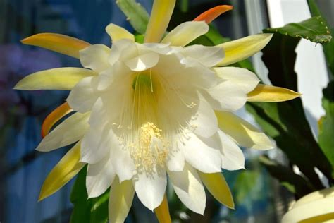 Epiphyllum PenalbaWeb.com