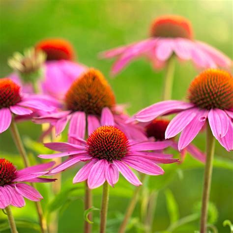 Equinacea PenalbaWeb.com