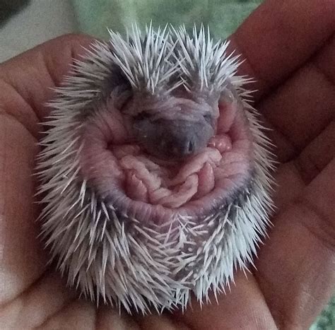 Erizos africanos PenalbaWeb.com