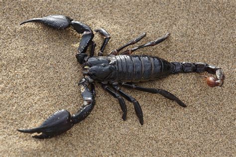Escorpion PenalbaWeb.com
