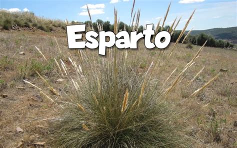 Esparto PenalbaWeb.com