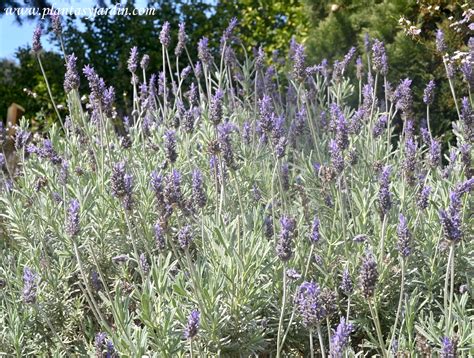 Espliego PenalbaWeb.com