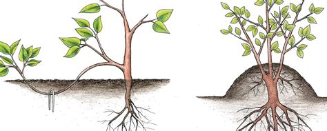 Esquejes enraizados PenalbaWeb.com