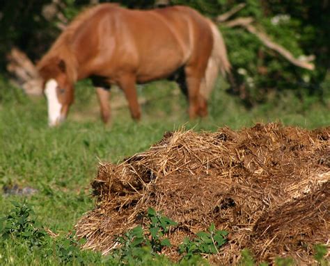 Estiercol caballo PenalbaWeb.com