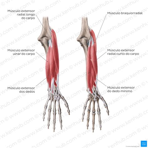 Extensores PenalbaWeb.com