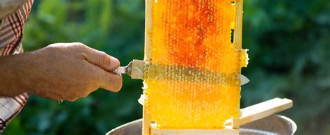 Extractor miel PenalbaWeb.com