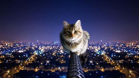 Extreme cat PenalbaWeb.com