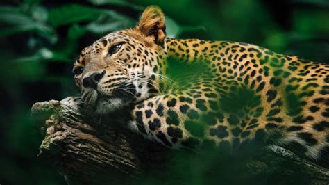 Fauna mundial PenalbaWeb.com
