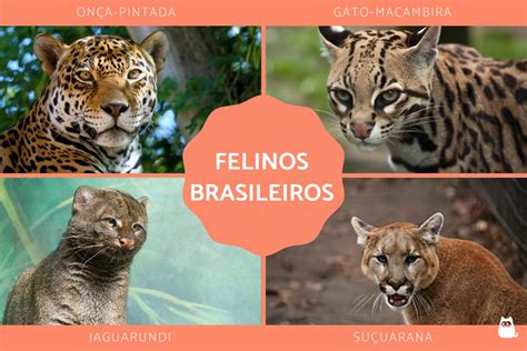 Felinos PenalbaWeb.com