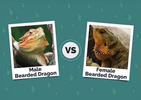 Female bearded PenalbaWeb.com