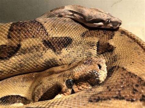 Female boa PenalbaWeb.com
