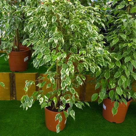 Ficus benjamina PenalbaWeb.com