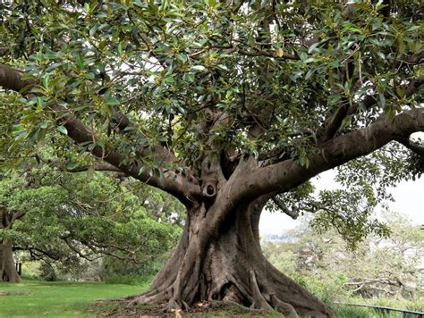 Ficus grande PenalbaWeb.com