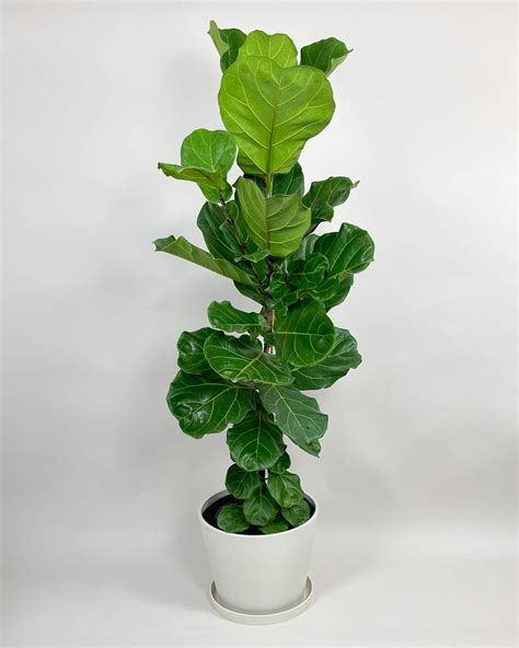 Ficus lyrata PenalbaWeb.com