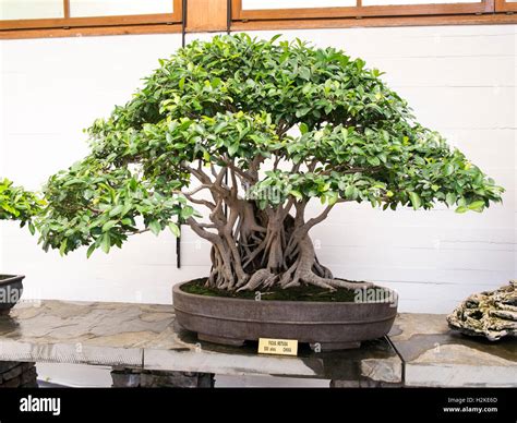 Ficus retusa PenalbaWeb.com