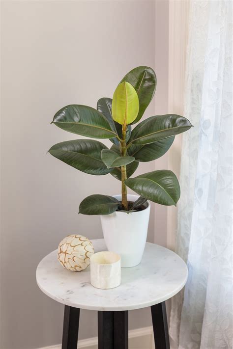 Ficus PenalbaWeb.com