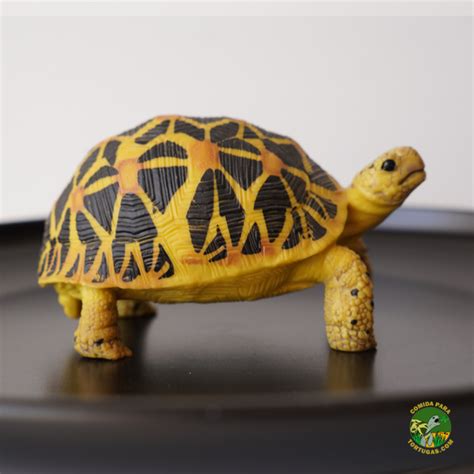 Figura tortuga PenalbaWeb.com